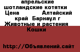 апрельские  шотландские котятки  › Цена ­ 1 000 - Алтайский край, Барнаул г. Животные и растения » Кошки   